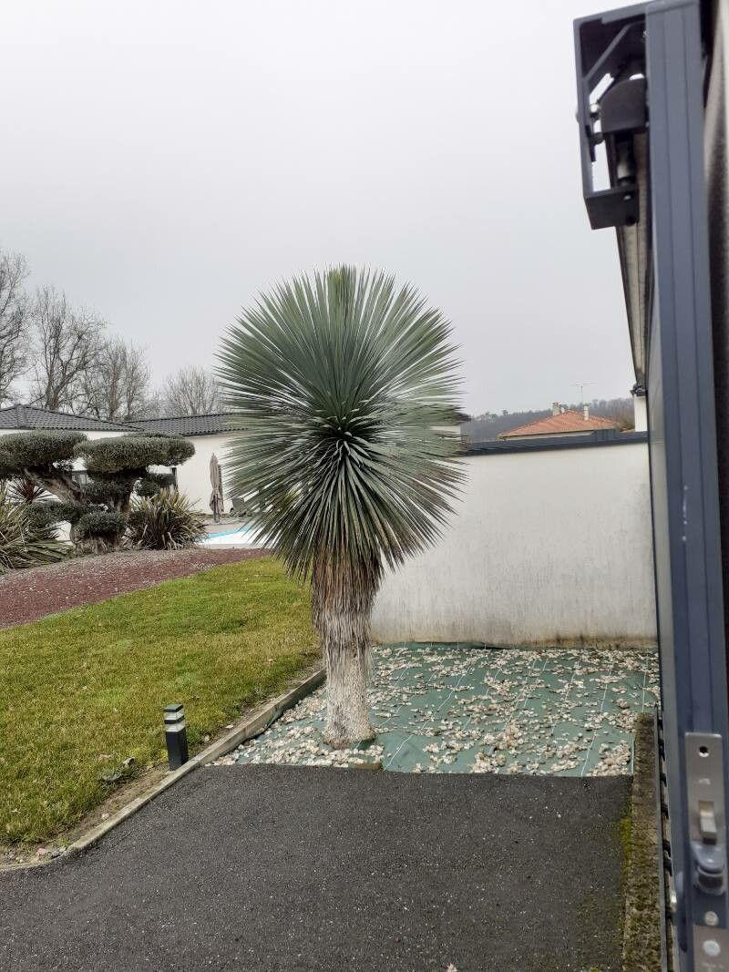 Yucca thompsoniana