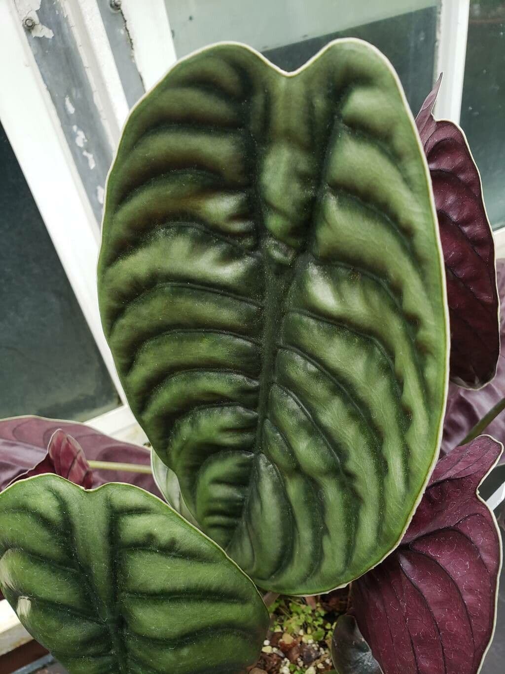 Alocasia cuprea