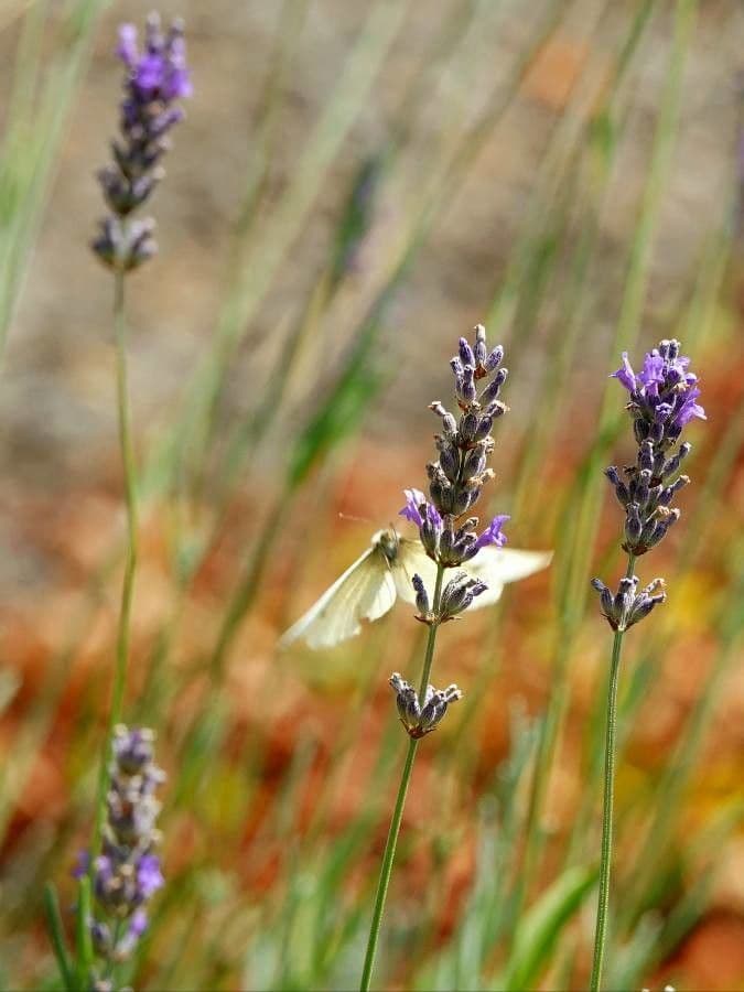 Lavandula latifolia