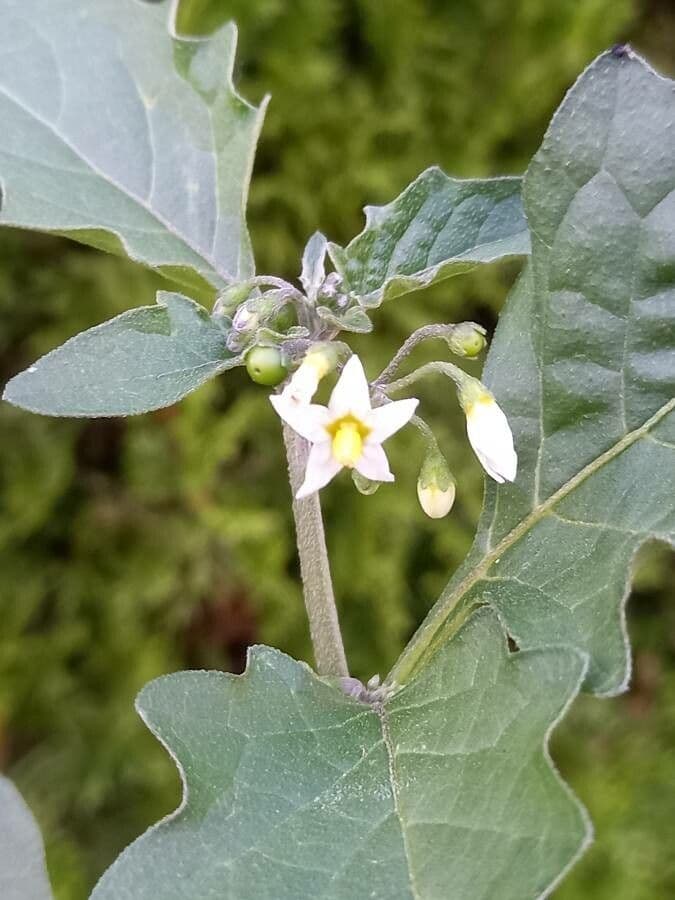 Solanum nigrum