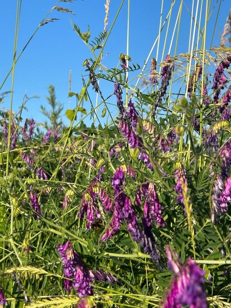 Vicia benghalensis