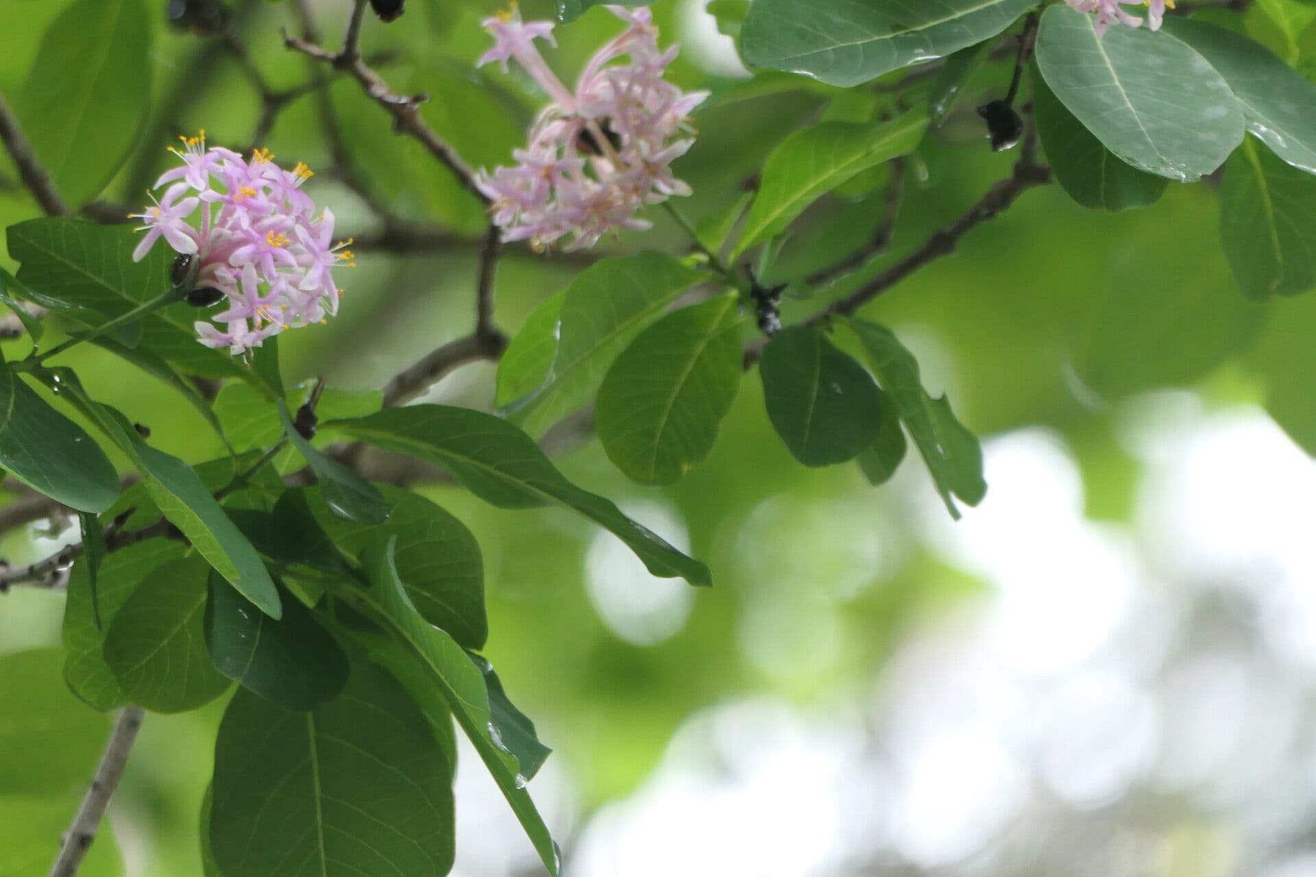 Dais cotinifolia