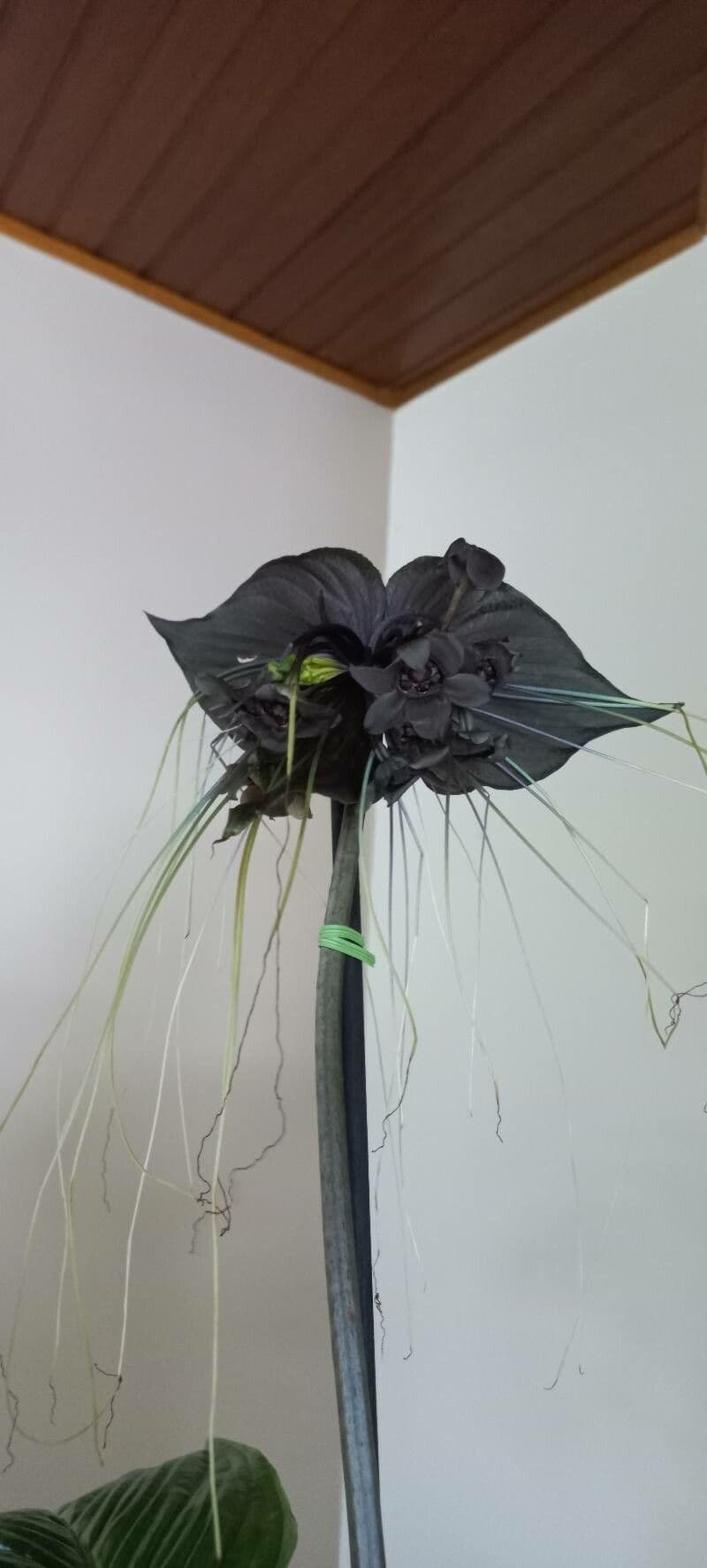 Tacca chantrieri