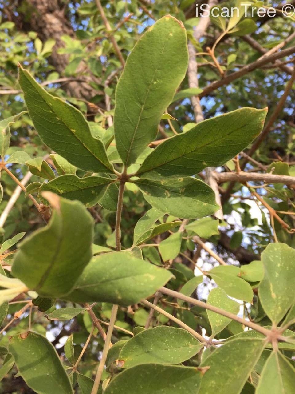 Vitex pooara