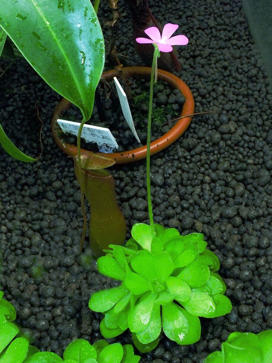 Pinguicula jaumavensis