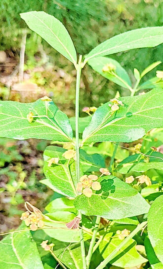 Euonymus americanus