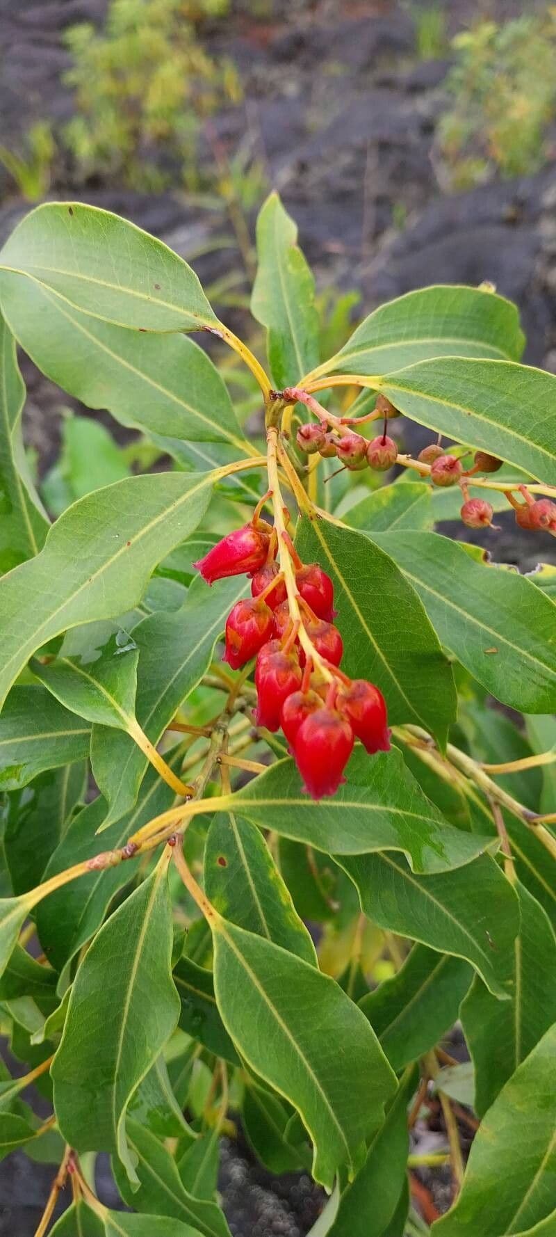 Agarista salicifolia