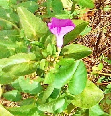 Ipomoea asarifolia