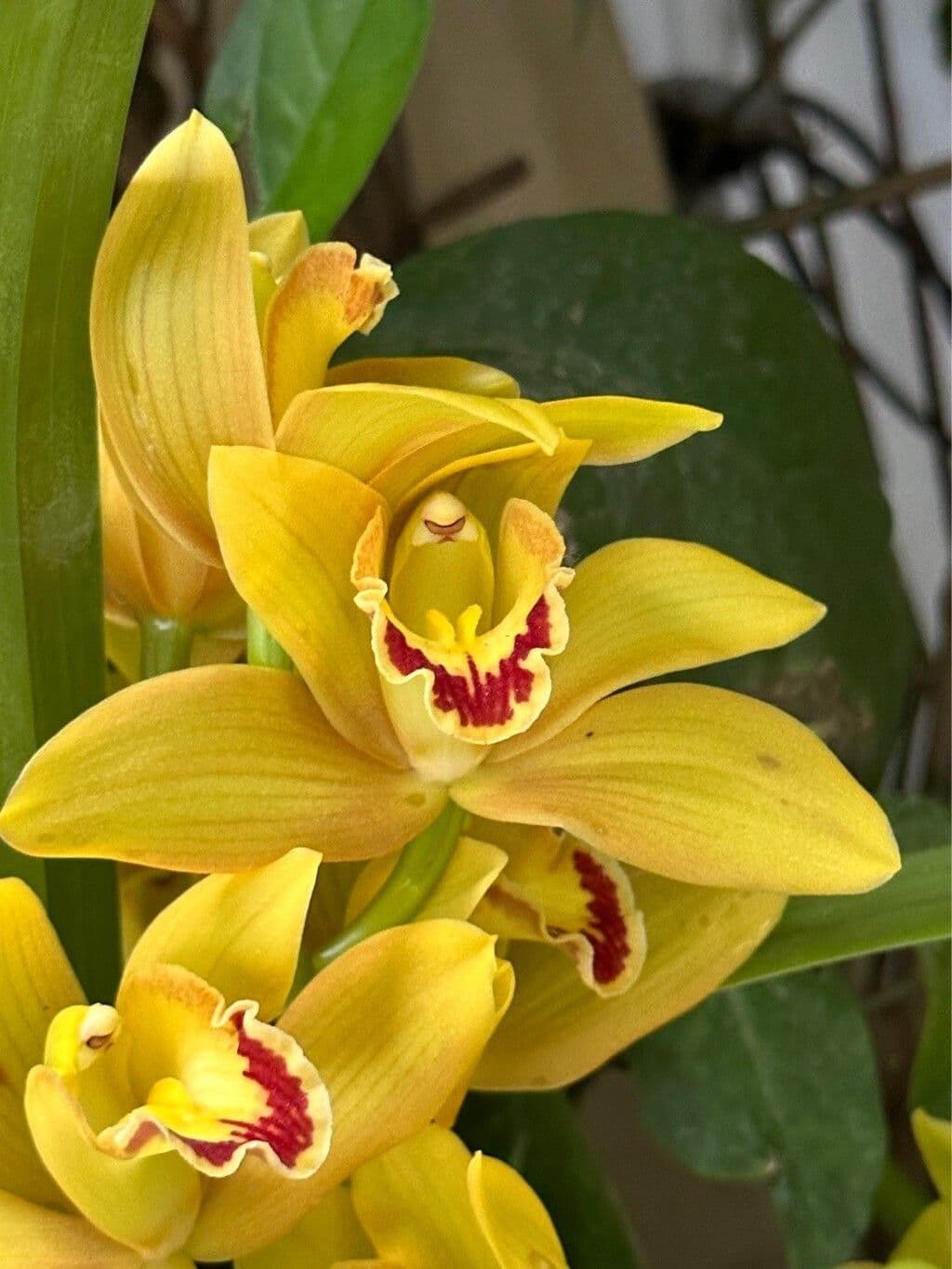 Cymbidium devonianum