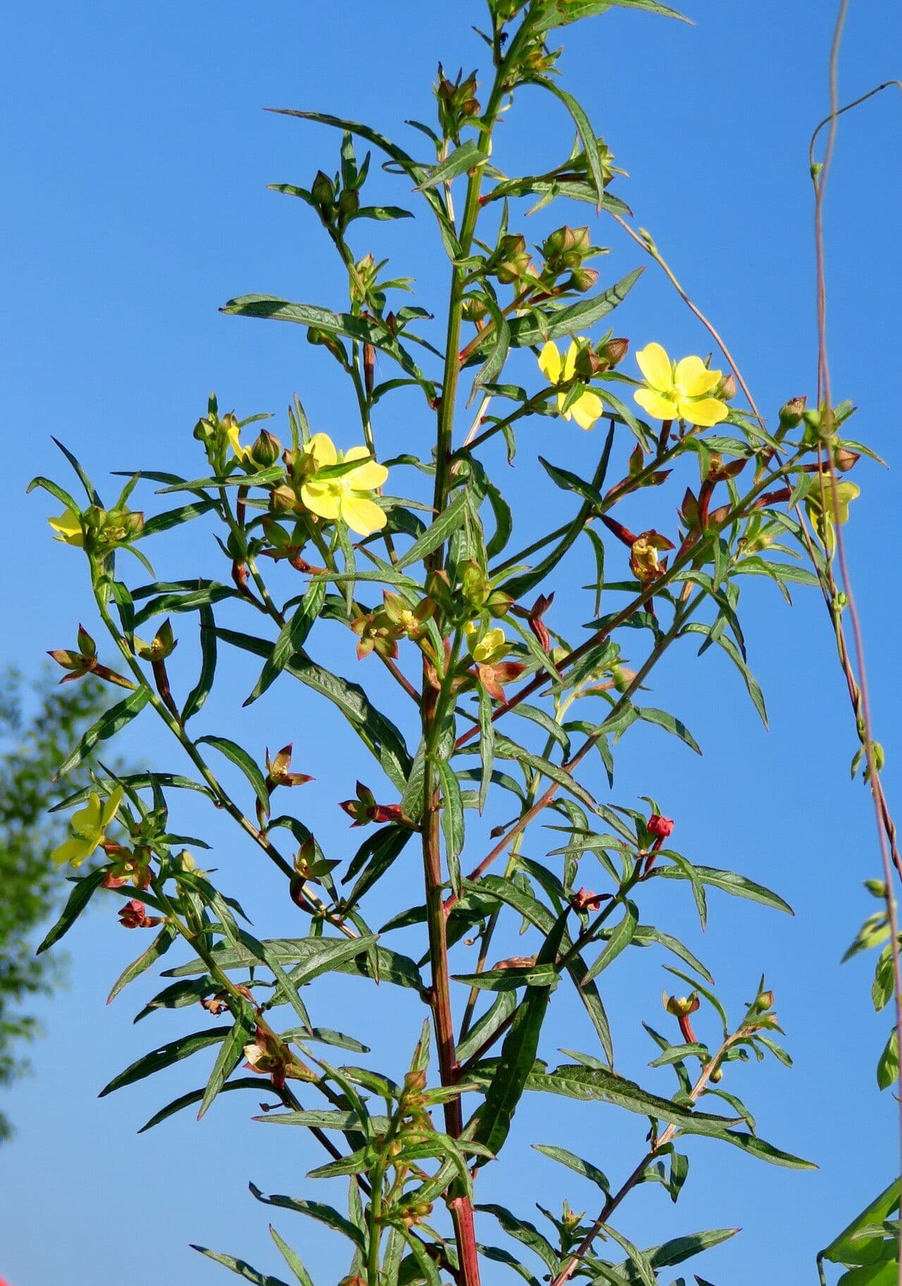 Ludwigia octovalvis