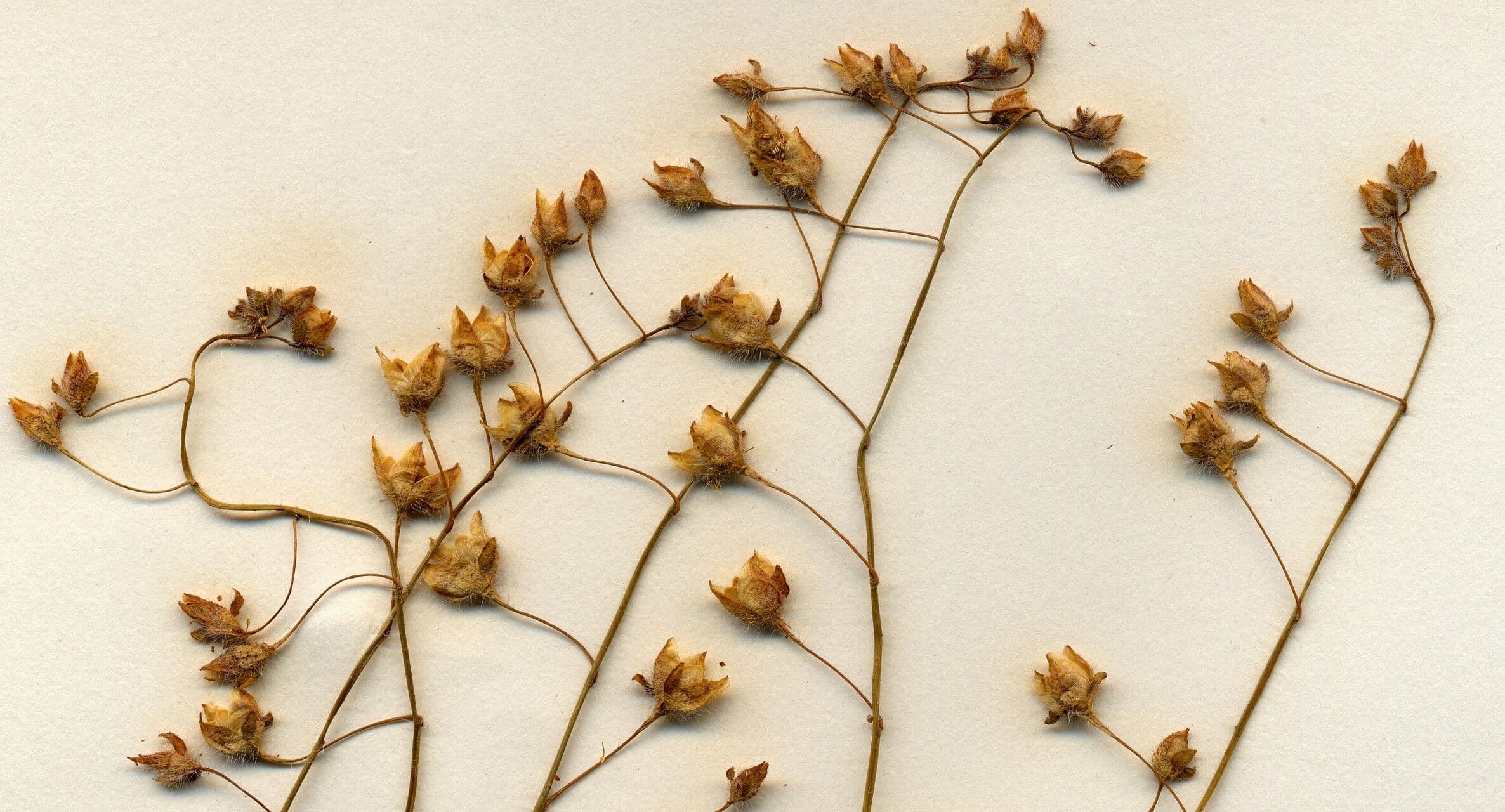 Camelina microcarpa