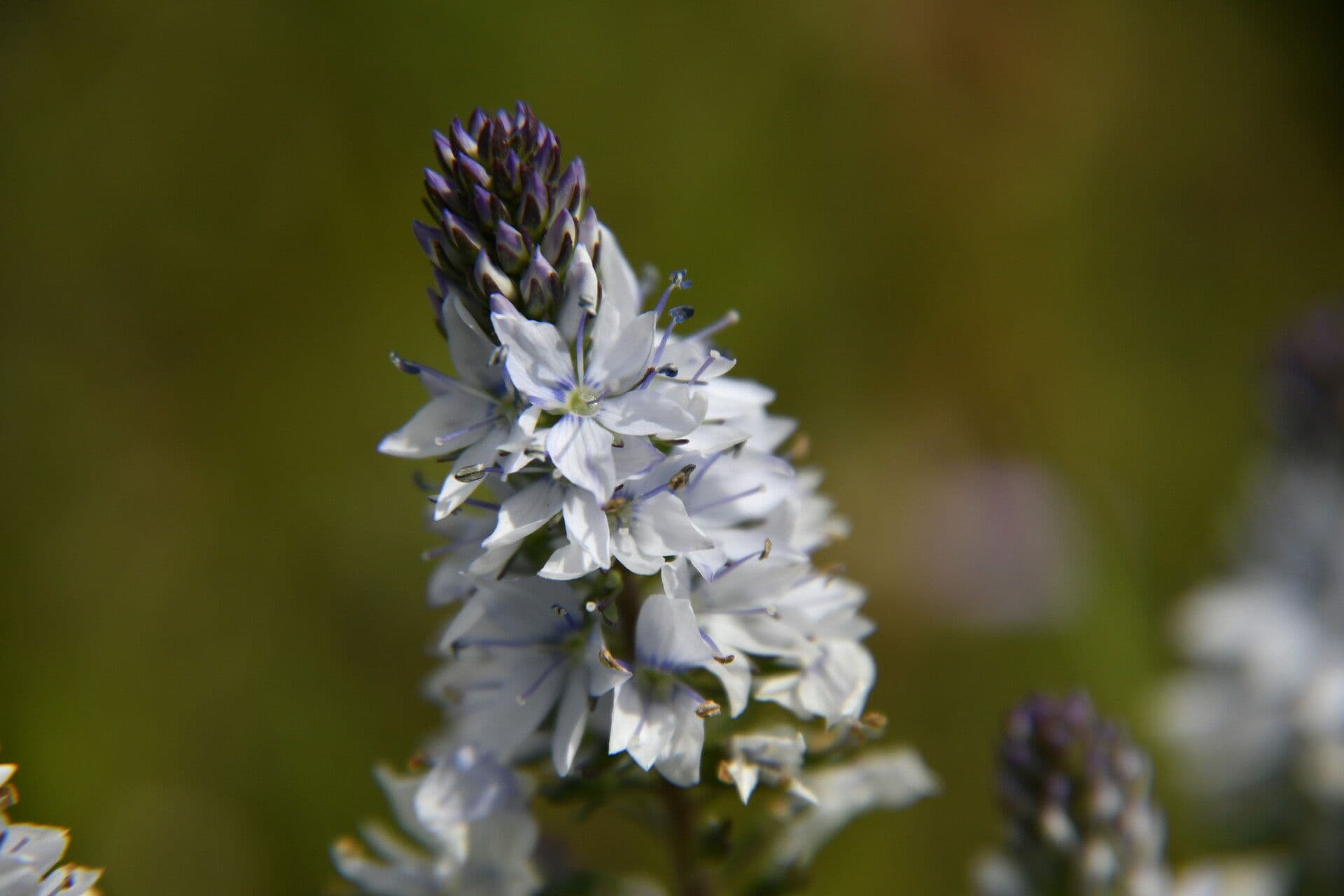 Veronica prostrata