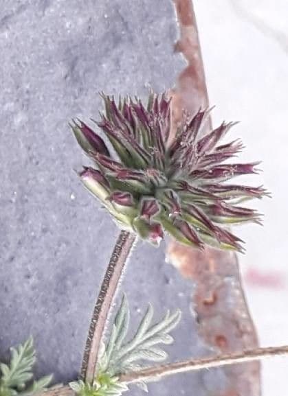 Verbena canadensis