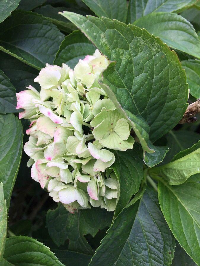 Hydrangea macrophylla