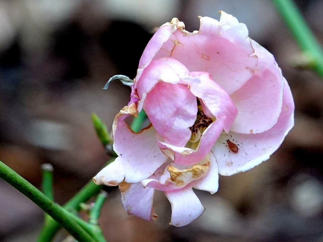 Rosa abietina