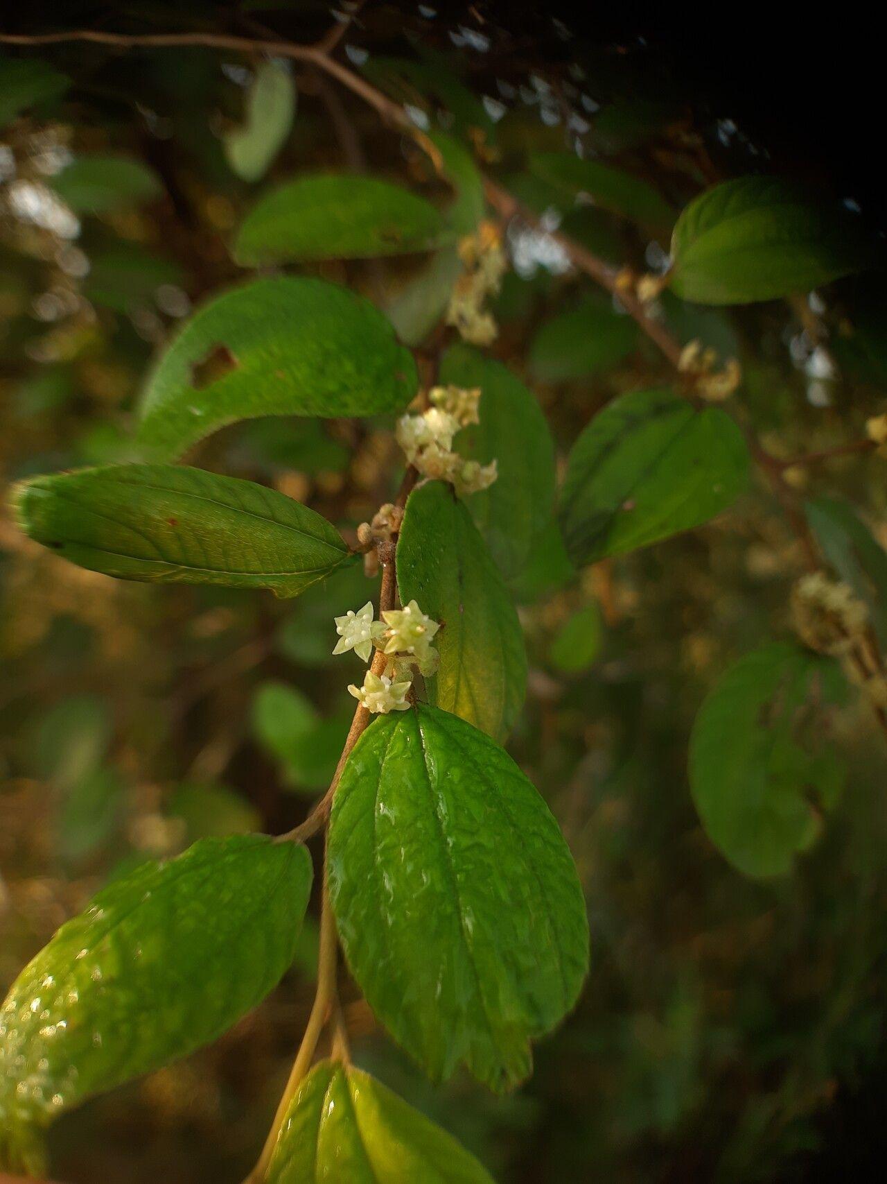 Ziziphus oenopolia