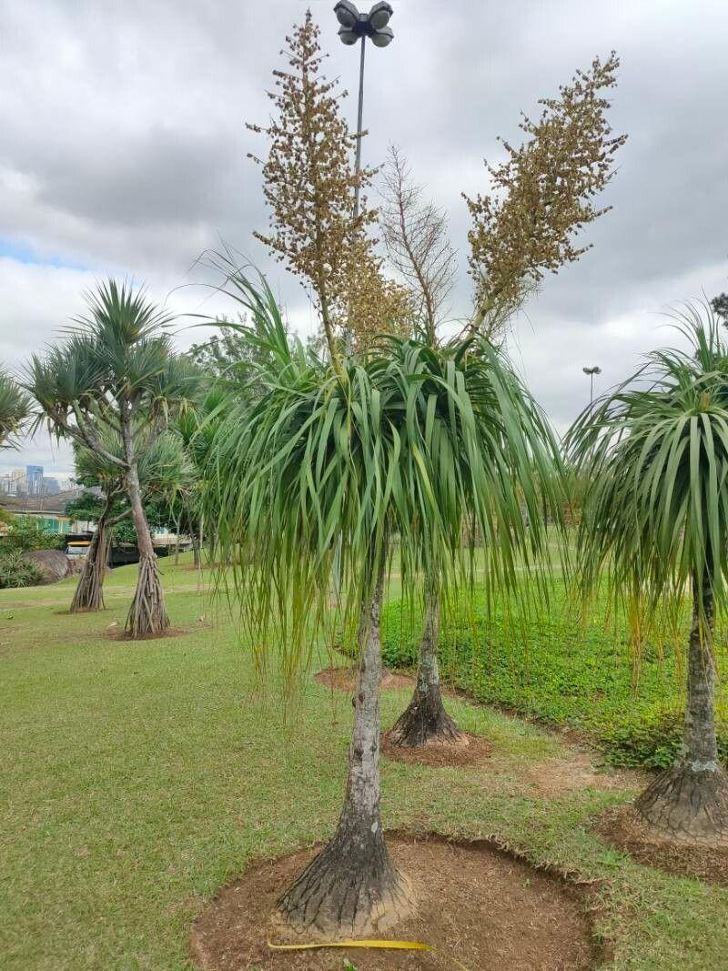 Beaucarnea recurvata