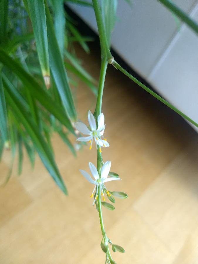 Chlorophytum capense