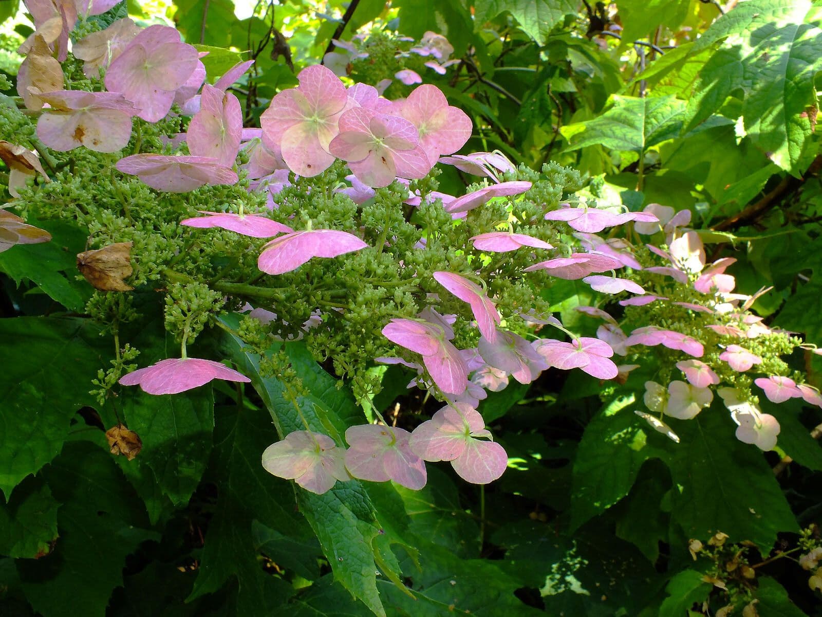 Hydrangea quercifolia