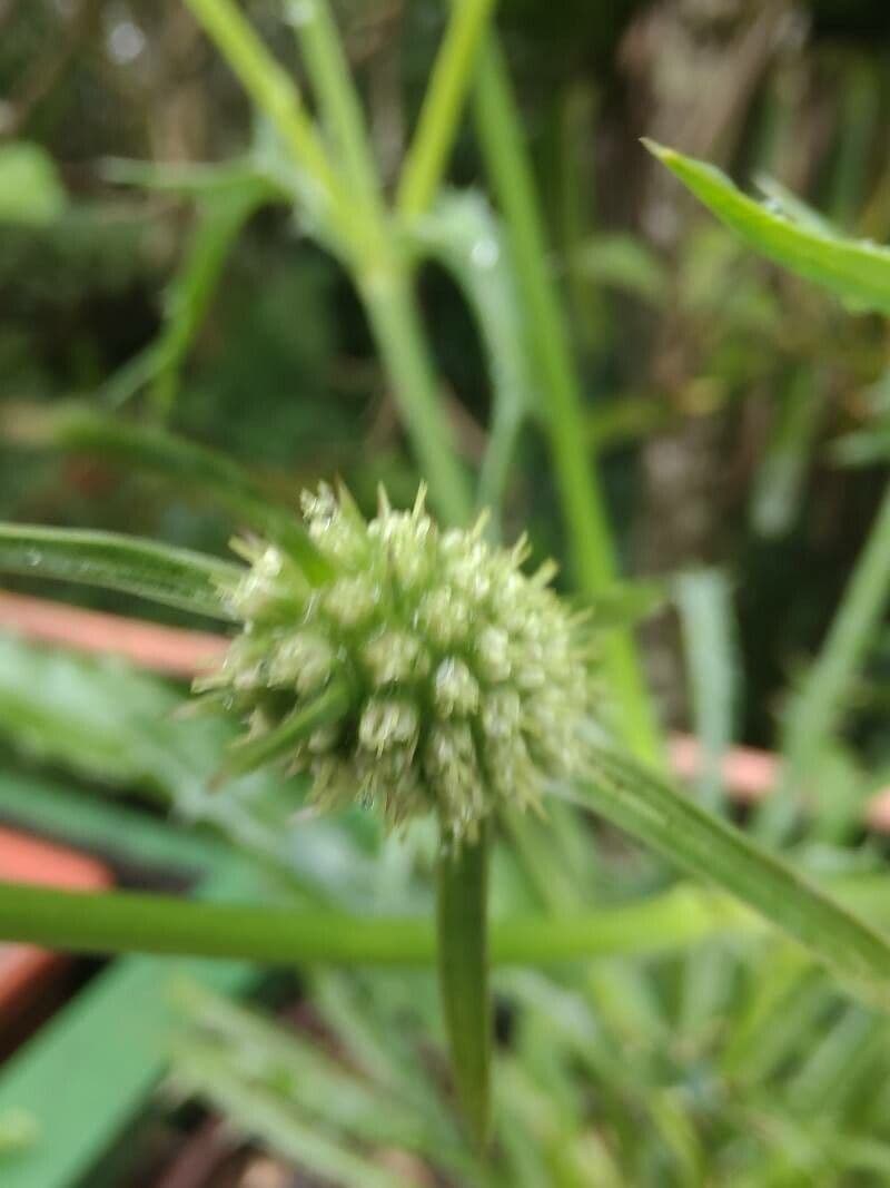 Eryngium foetidum