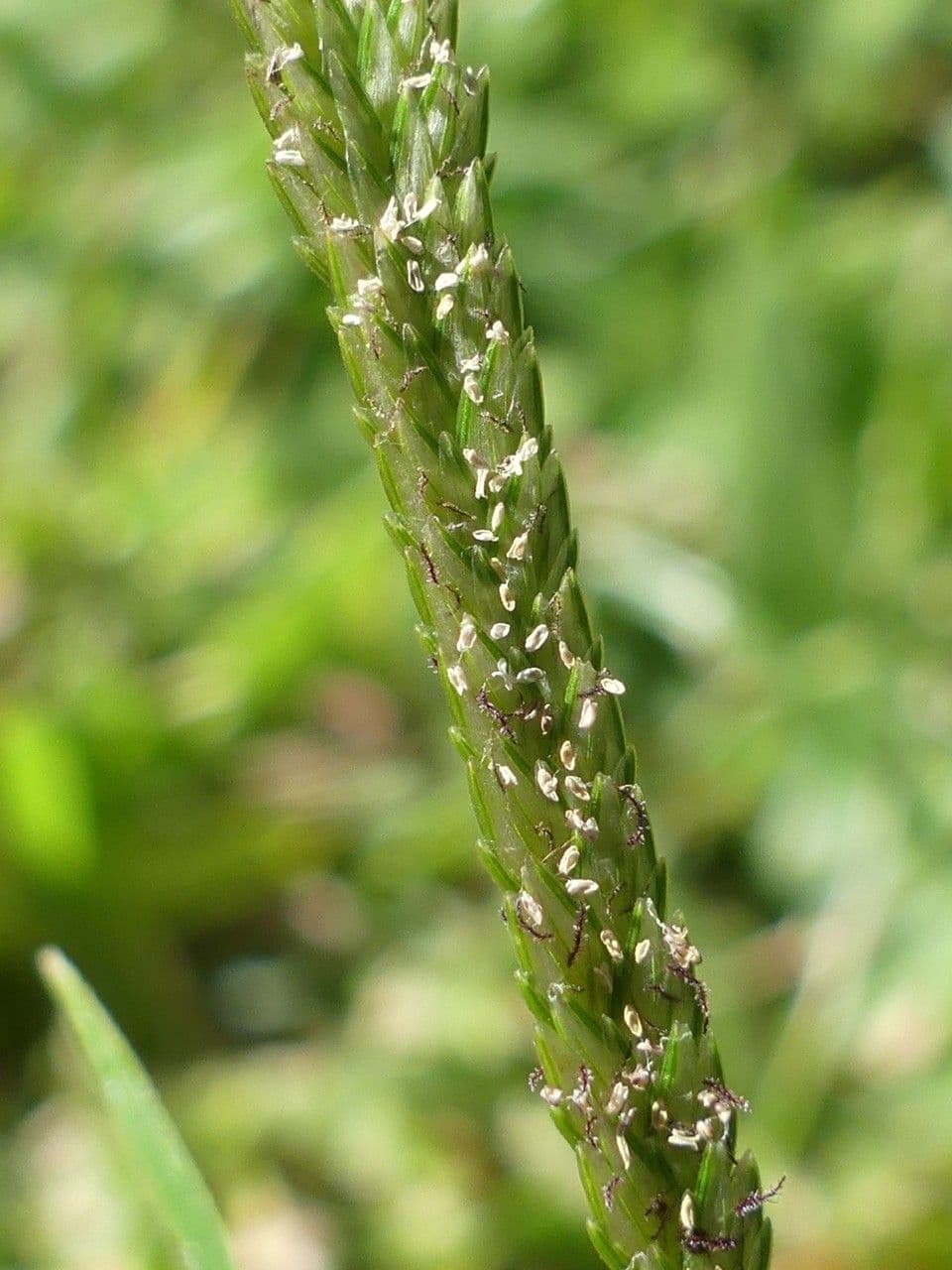 Cenchrus clandestinus