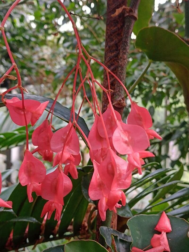 Begonia coccinea