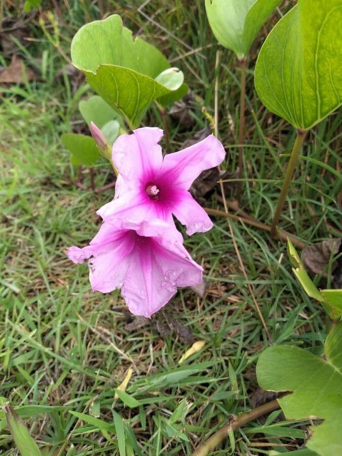 Ipomoea asarifolia