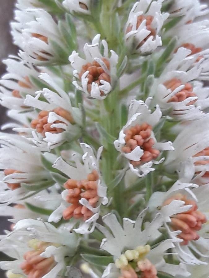 Reseda alba
