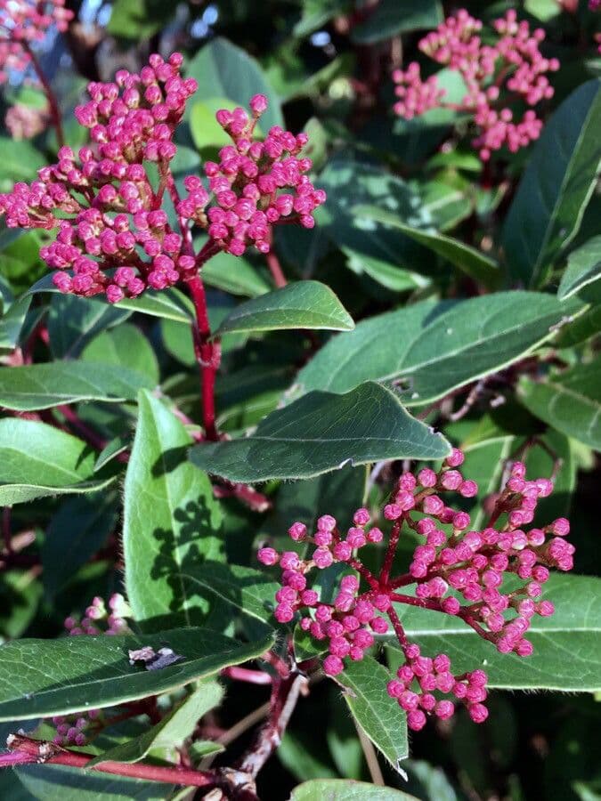 Viburnum tinus