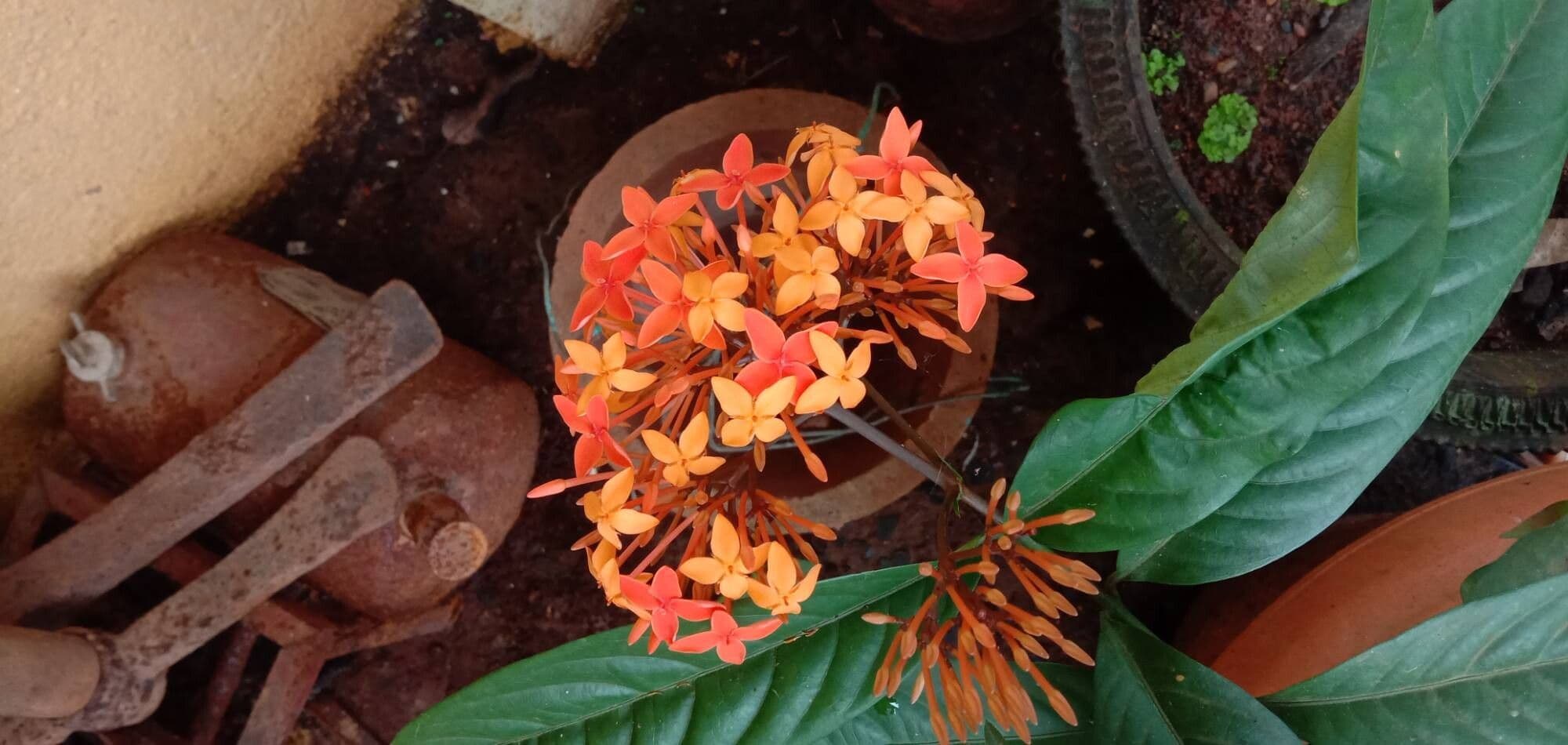 Ixora chinensis