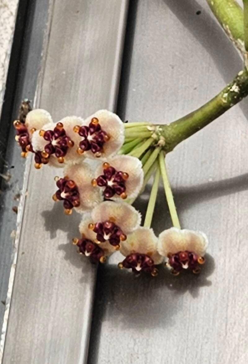 Hoya kerrii