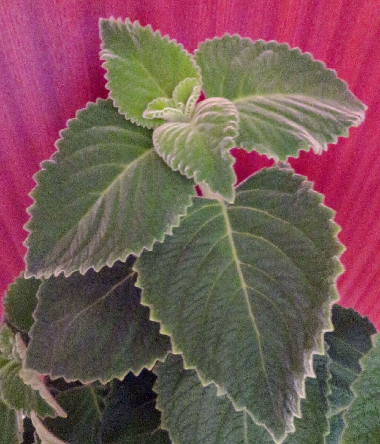 Coleus amboinicus