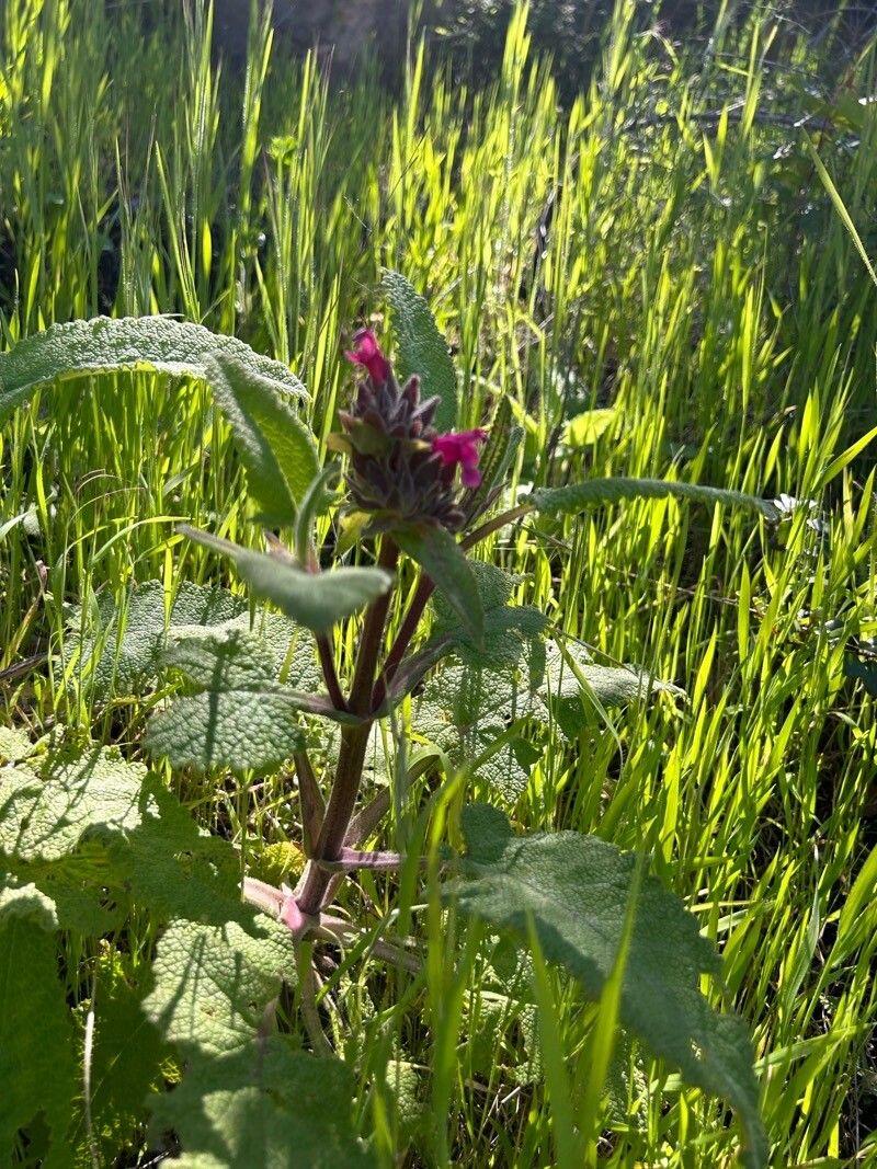 Salvia spathacea