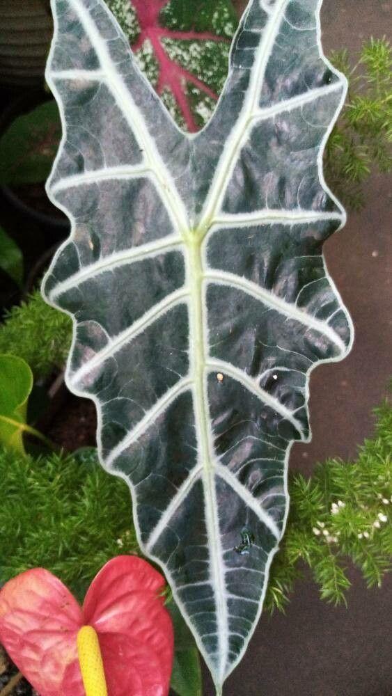 Alocasia sanderiana