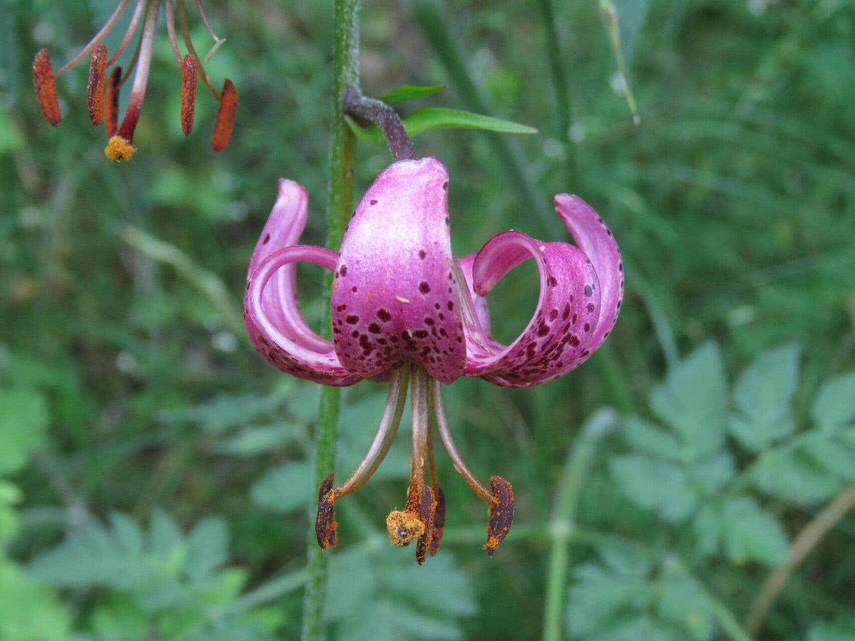 Lilium martagon