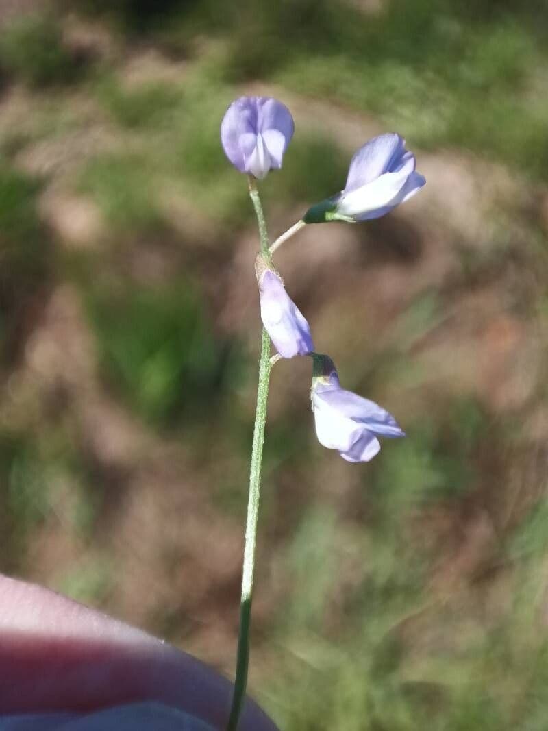 Vicia parviflora