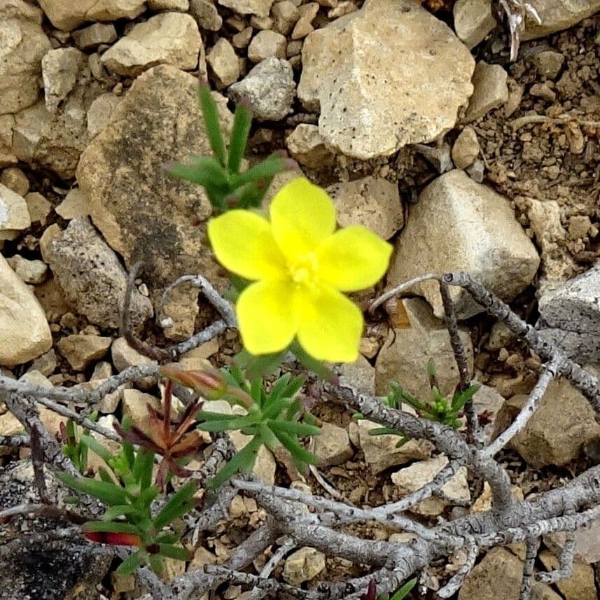 Fumana procumbens