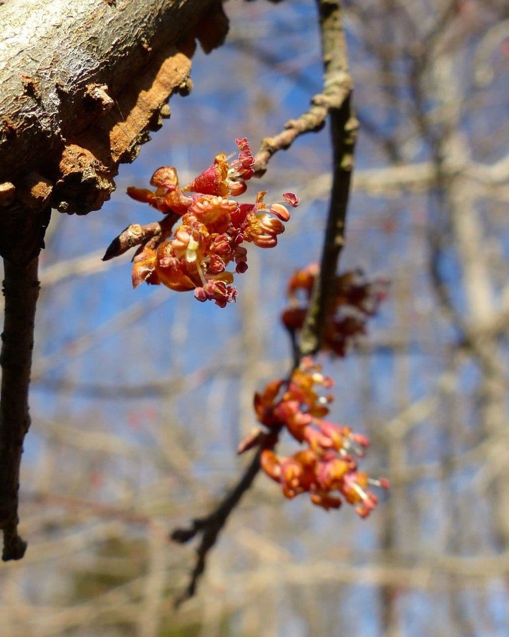 Ulmus alata