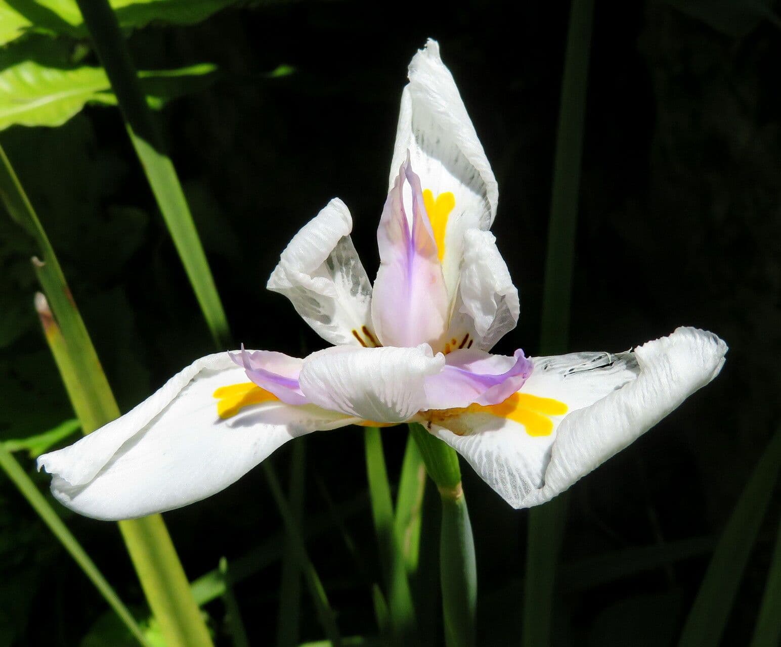 Dietes grandiflora