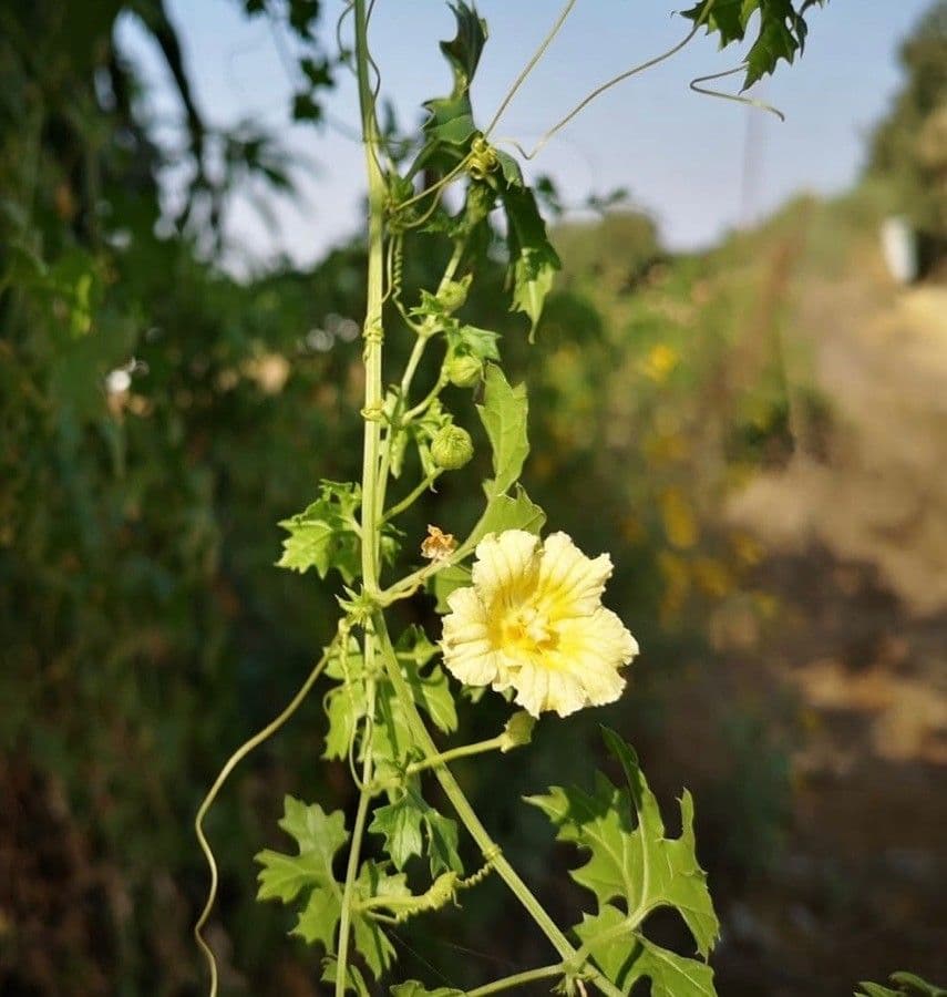 Momordica balsamina