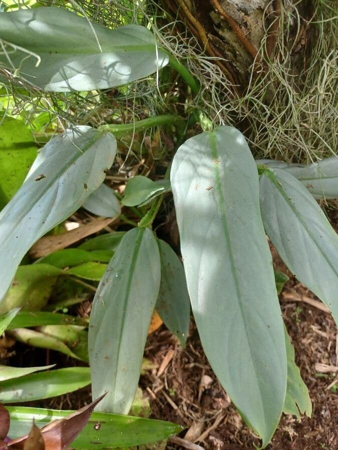 Philodendron hastatum
