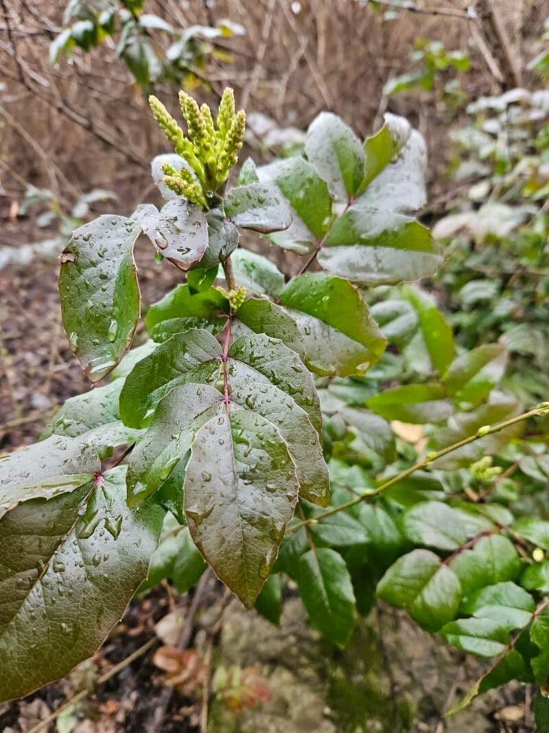 Berberis aquifolium