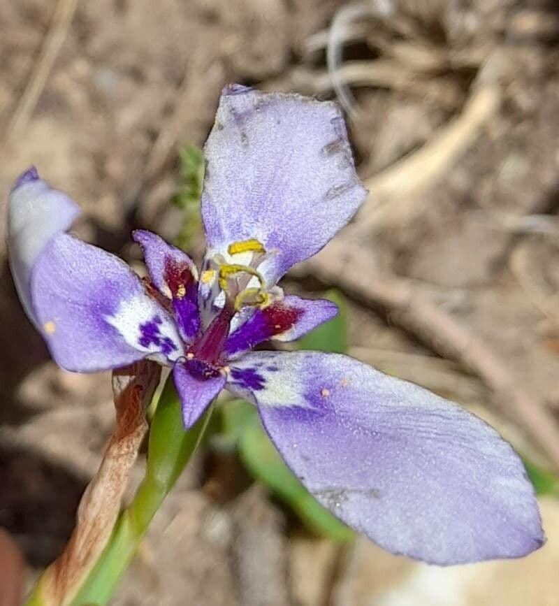 Herbertia lahue