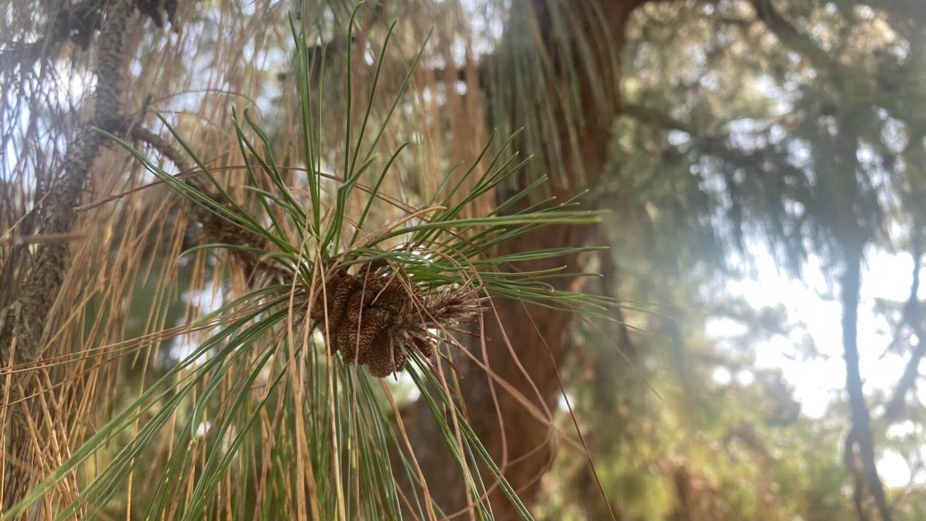 Pinus patula