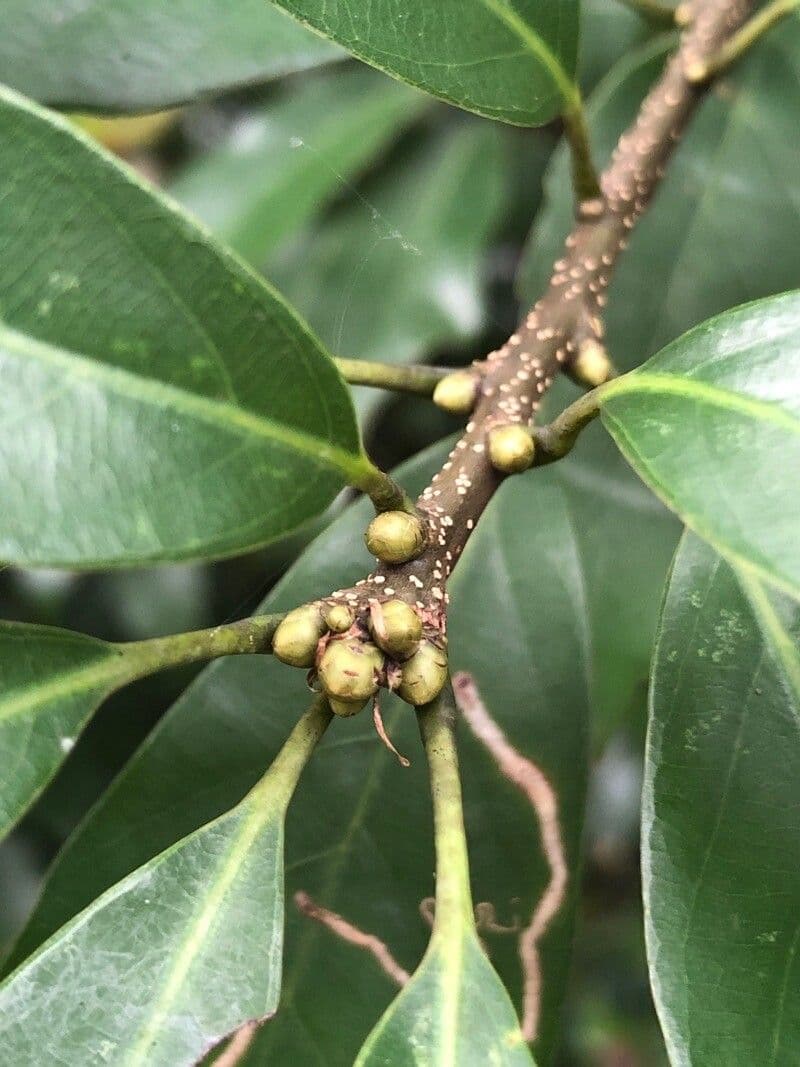 Quercus glauca