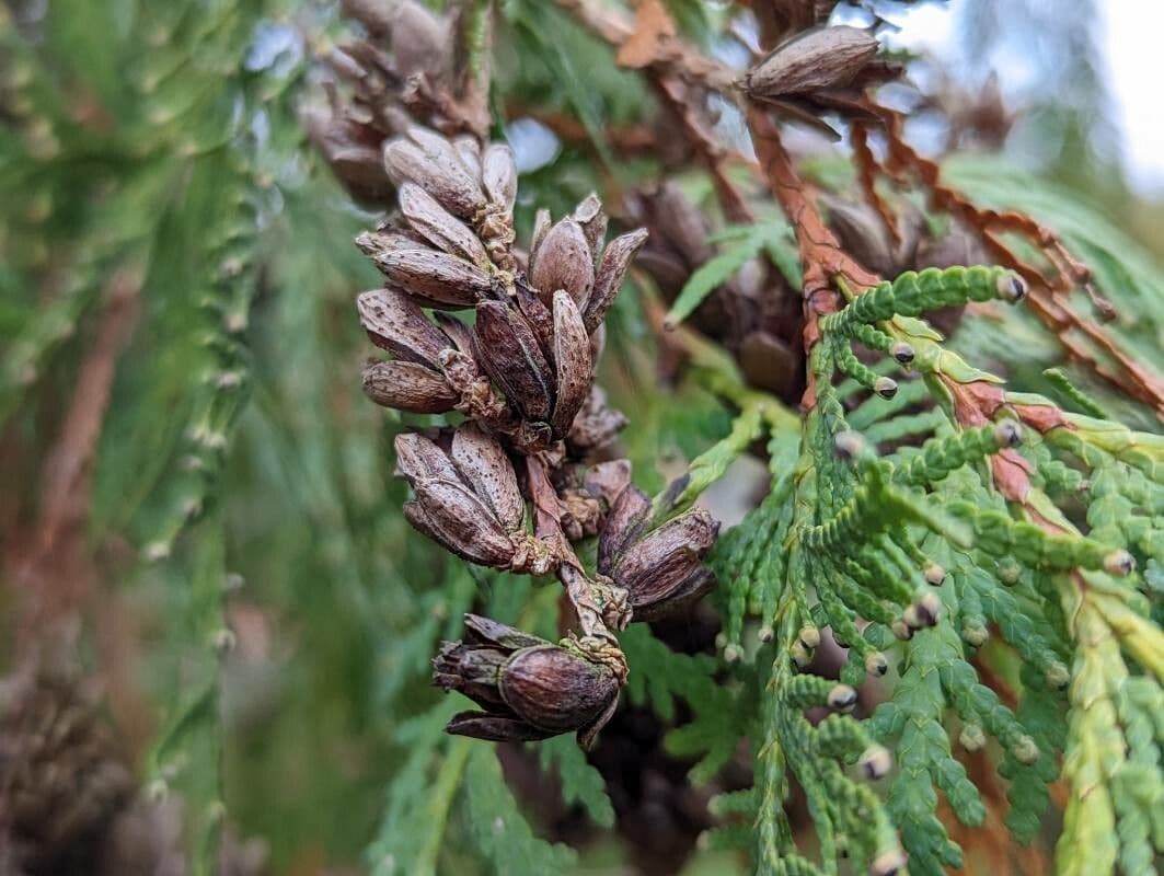 Thuja plicata