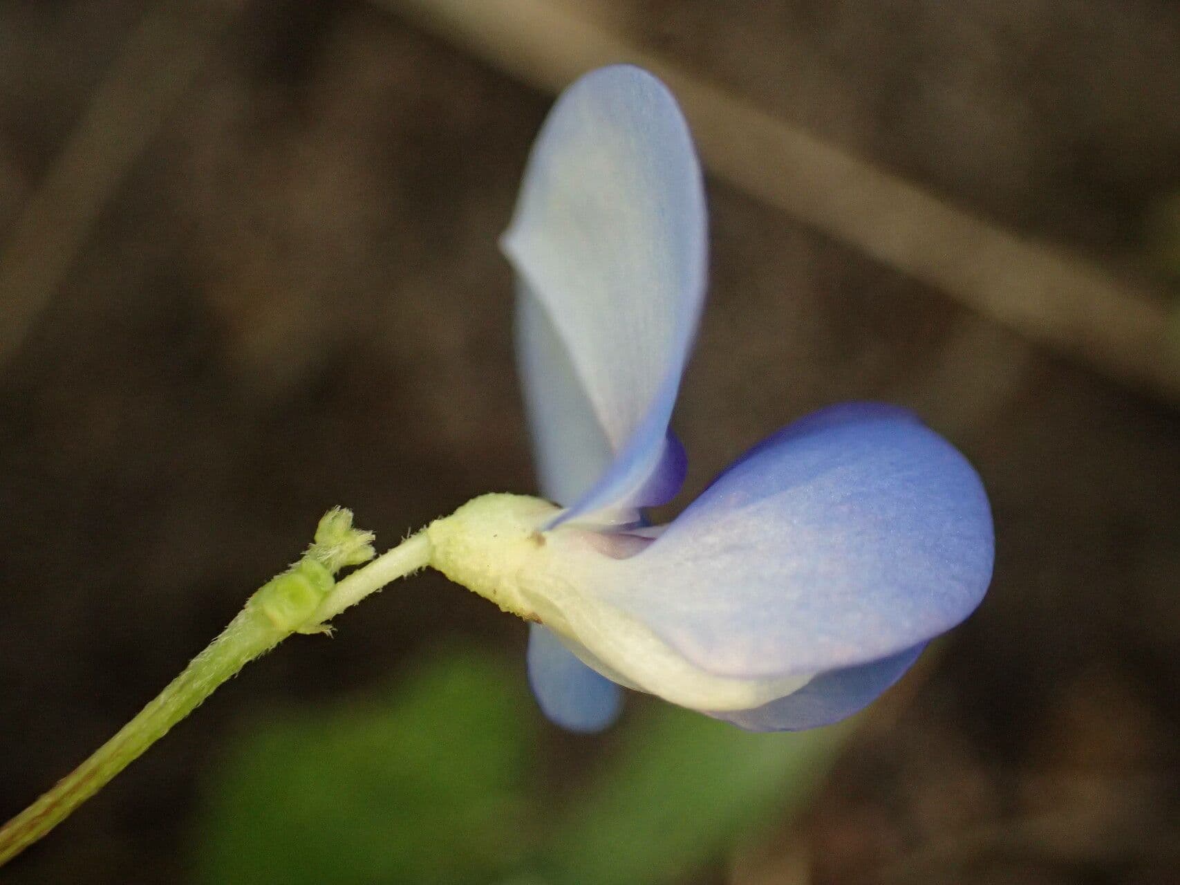 Vigna unguiculata