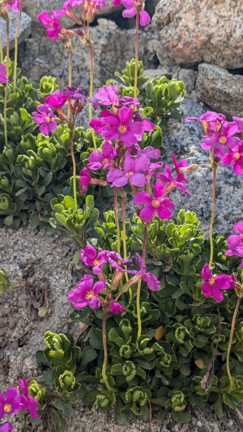 Primula suffrutescens