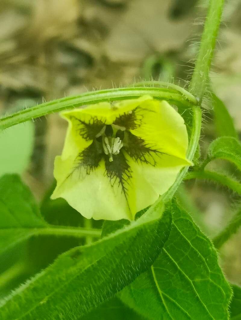 Physalis heterophylla