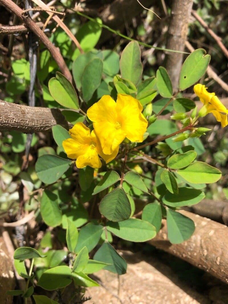 Oxalis frutescens